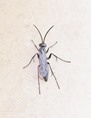 Réf. 243 197 : Pompilinae inconnu